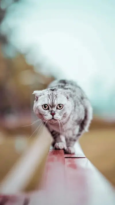 你的猫咪挑食吗