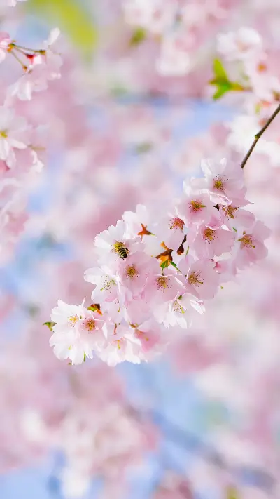 赏樱时节-拍信图库