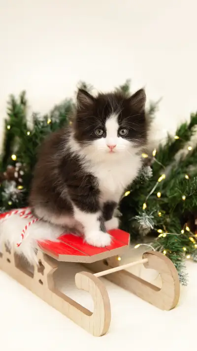 猫眼中的“星辰大海” - Screenshot 1