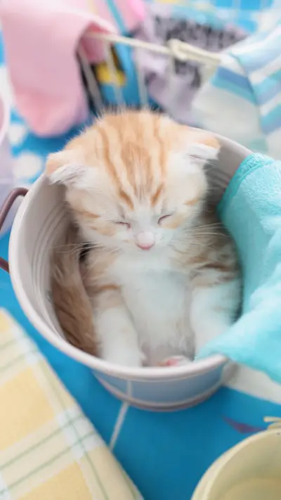 爱睡觉的猫咪 - Screenshot 1