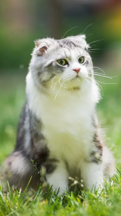 对猫咪多一点了解