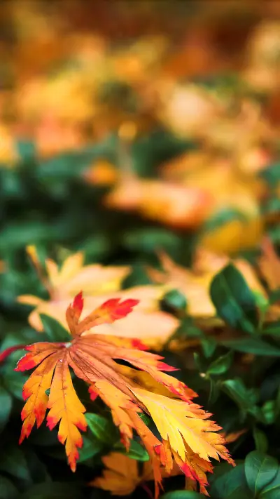 落叶-锐景创意 - Screenshot 1