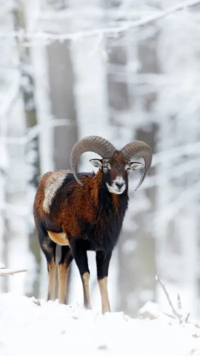 善待动物们-锐景创意