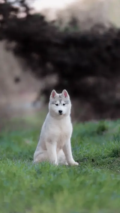 狗的使命壁纸-锐景创意