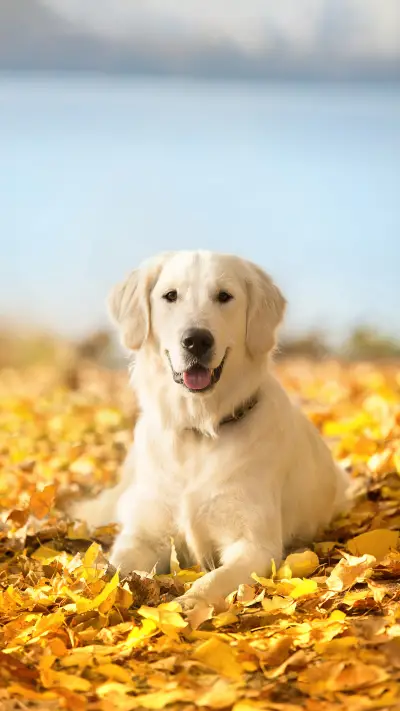 微笑狗壁纸-锐景创意 - Screenshot 1