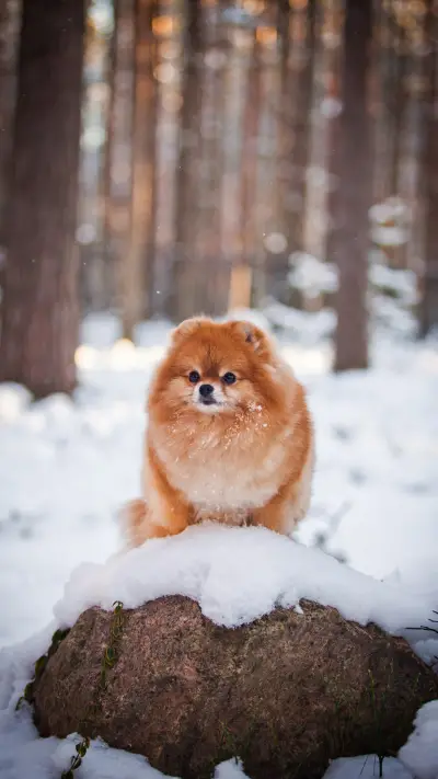 太过溺爱狗狗的后果
