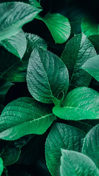 绿色护眼植物-锐景创意 - Screenshot 1