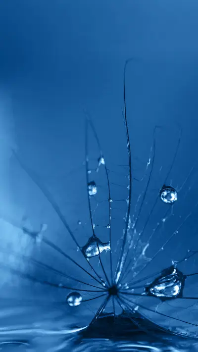 露水“红颜”-拍信图库 - Screenshot 1