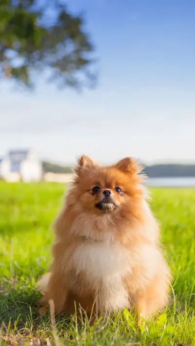 狗狗爱你的几大表现