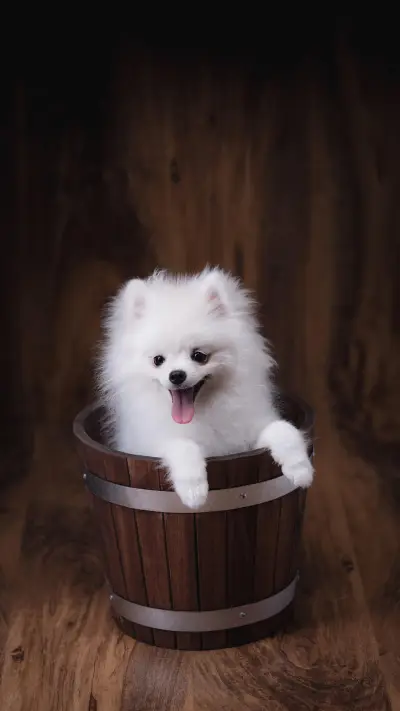 养博美需戒掉的坏习惯