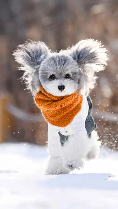 优雅贵宾犬 - Screenshot 1