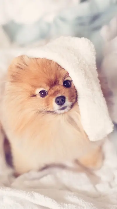 小小汪星人有大魅力