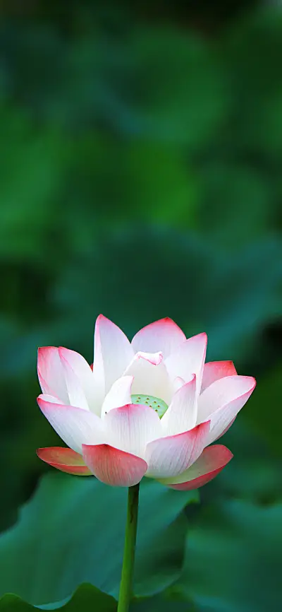 夏日荷花-拍信图库 - Screenshot 1