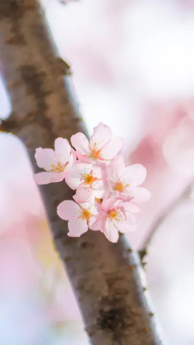 花团锦簇-锐景创意