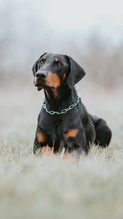 矫健杜宾犬 - Screenshot 1