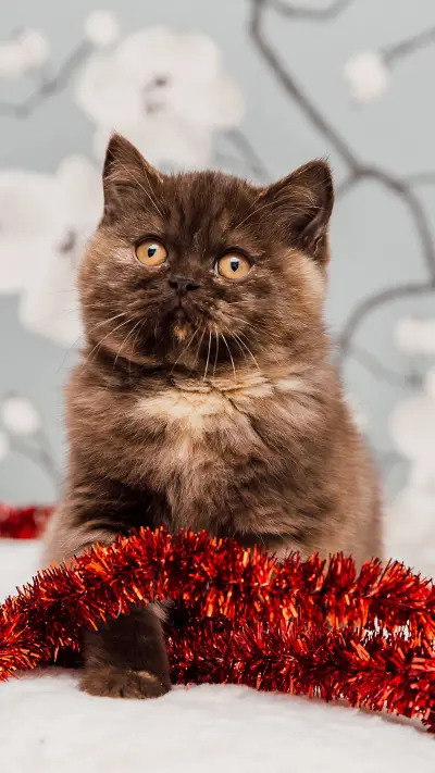 可爱猫咪-拍信图库