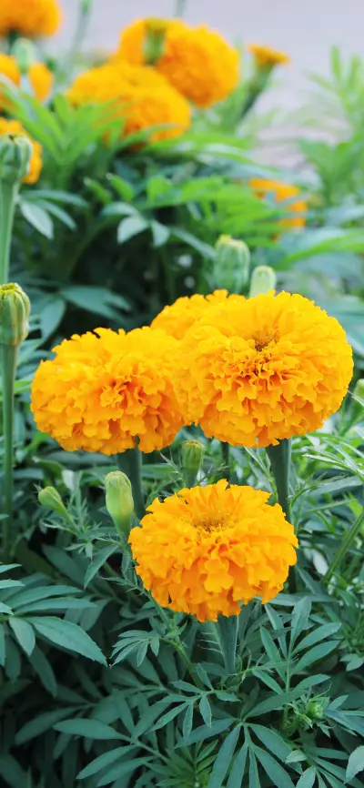 满地黄花壁纸-锐景创意