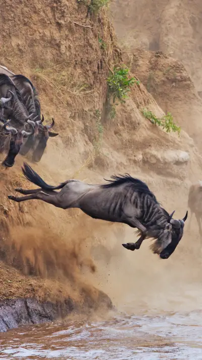 肯尼亚动物大迁徙