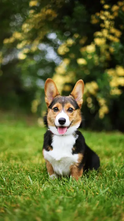 给狗狗做防晒，你会吗？