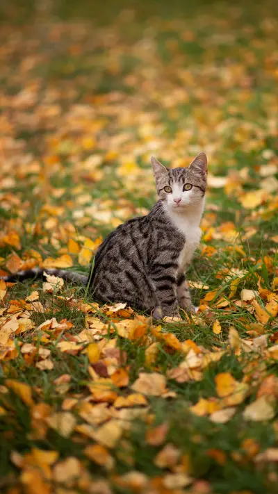 猫咪的三个小秘密 - Screenshot 1