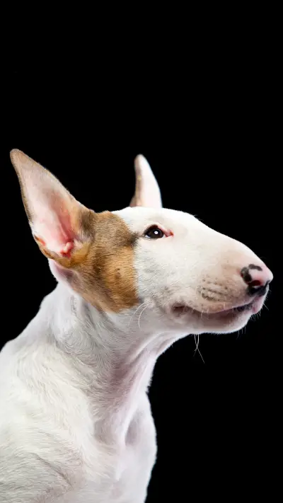 调皮汪-拍信图库