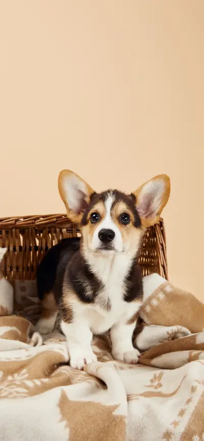 柯基犬-拍信图库