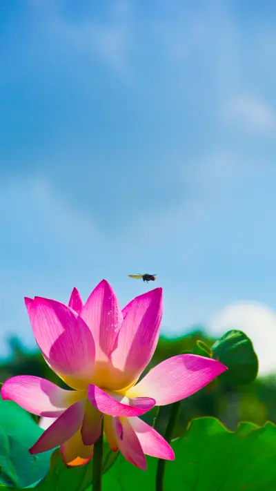 漂亮的花朵-拍信图库