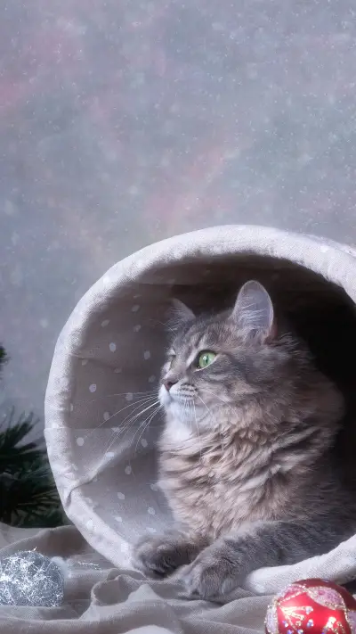 可爱萌宠-拍信图库