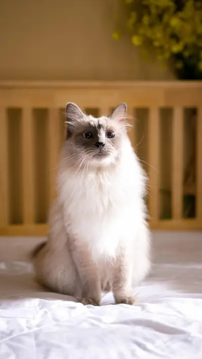 猫耳朵的“喜怒哀乐”