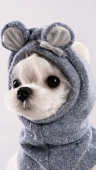 视觉中国-狗狗 - Screenshot 1