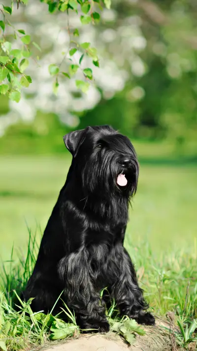 雪纳瑞-锐景创意