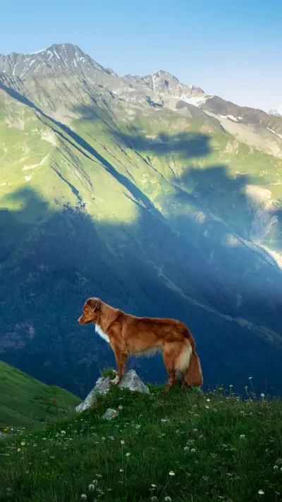 呆萌狗狗壁纸-锐景创意