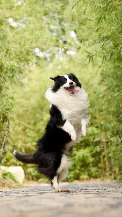 旅行季狗狗晕车怎么办