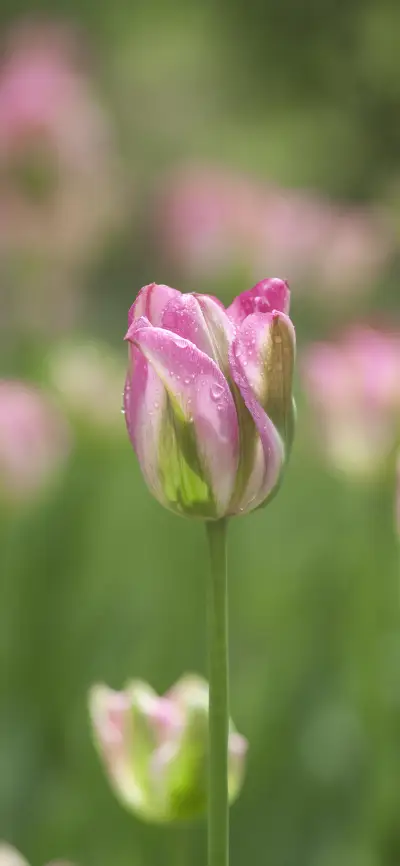娇艳欲滴鲜花壁纸-锐景创意