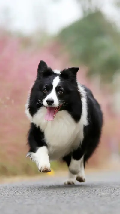 治疗犬能治病吗？ - Screenshot 1