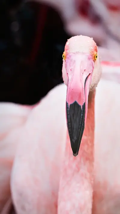 带你了解火烈鸟 - Screenshot 1