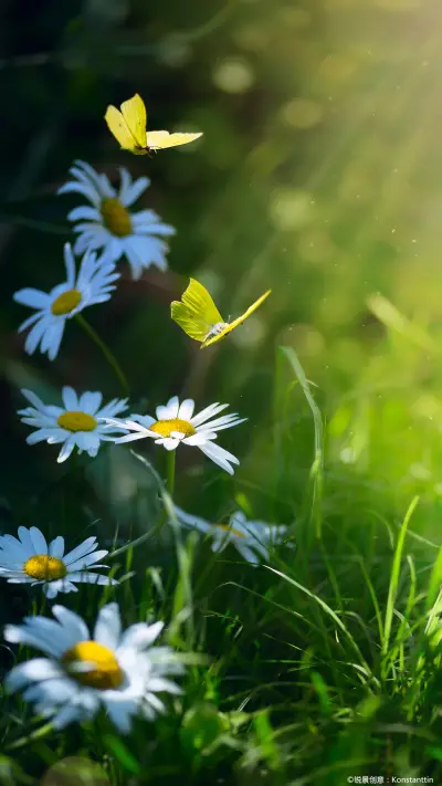 太阳花-锐景创意