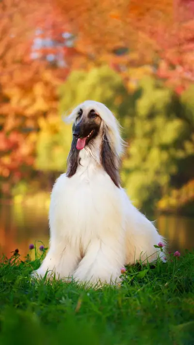 世界上最漂亮的狗