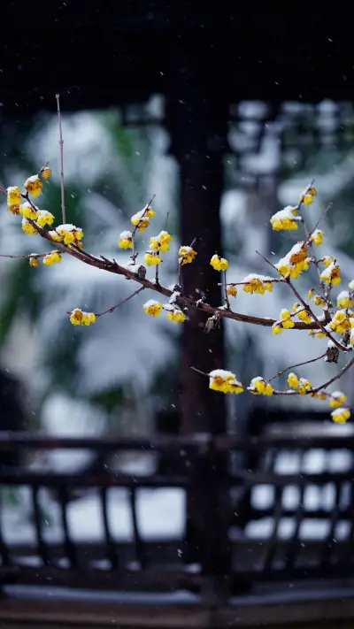 庭院桃花开满园-视觉中国