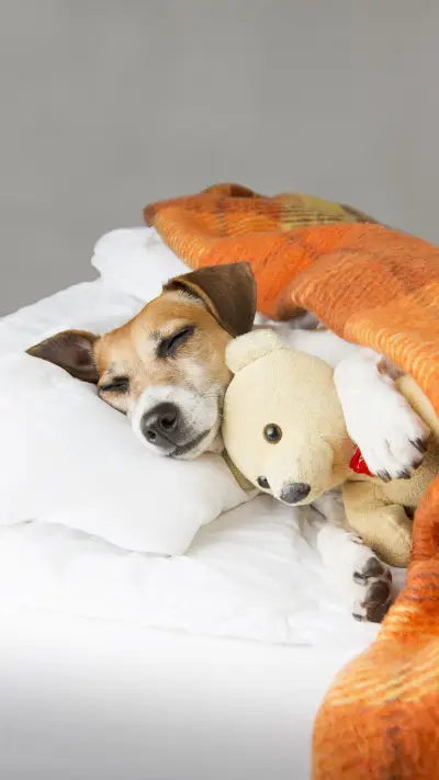 你的父母让养狗吗