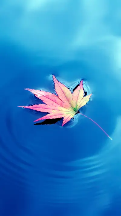 水面枫叶-拍信图库 - Screenshot 1