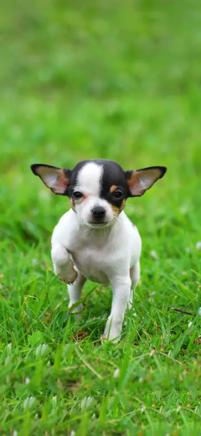 狗狗狂想曲-拍信图库