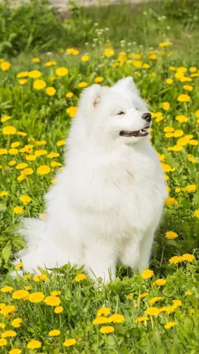 当心这些“天使微笑”