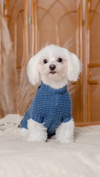 狗狗智商高的表现