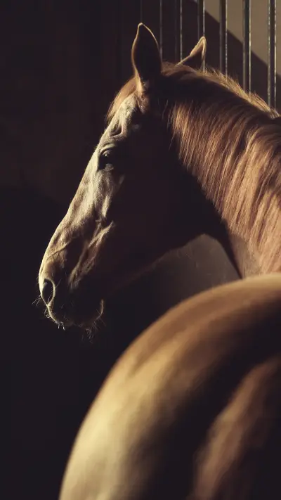 骏马-视觉中国 (5)