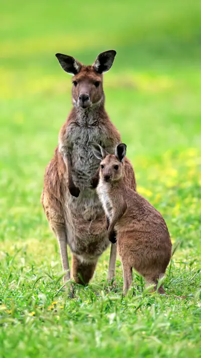 性情温和的袋鼠