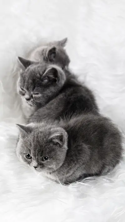 大胆好奇的英国短毛猫