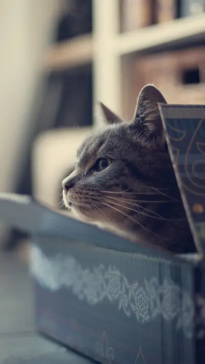 好奇“害死”猫