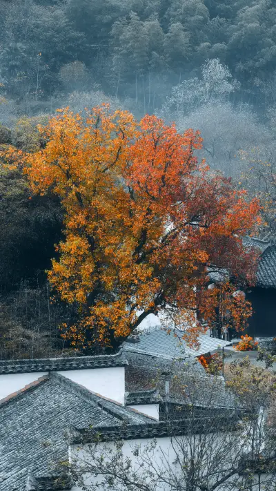 寻找最美秋天：黄山