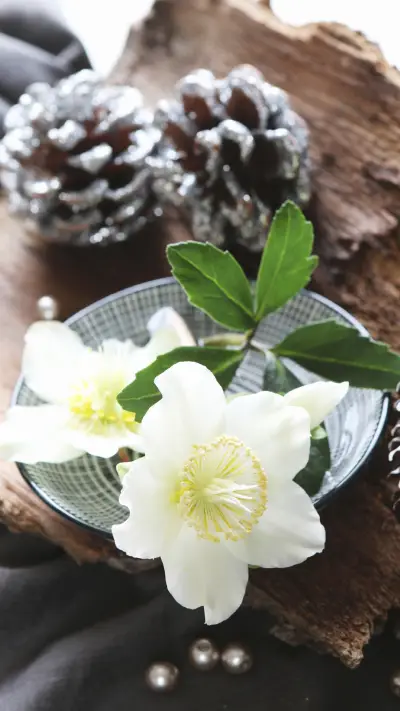 清新怡人的菟葵花